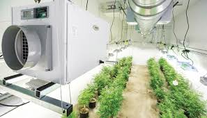 The Role of Environmental Control in Maximizing Cannabis Yields