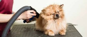 Dog Dryer Blowers: What You Need to Know Before Buying