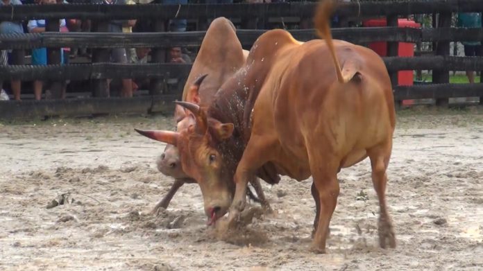 Cowchon: Innovating Bull Fighting Betting for the Digital Age